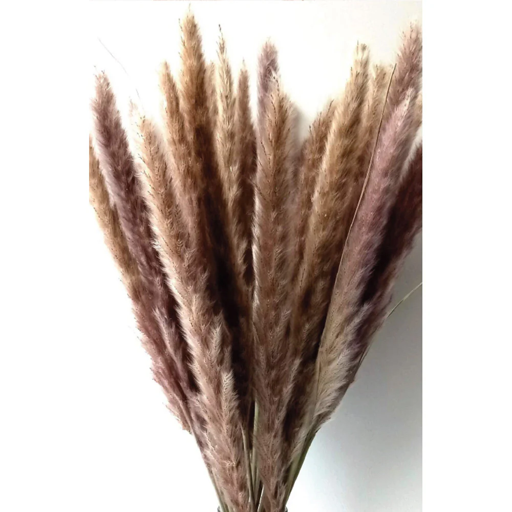 Siena Pamas